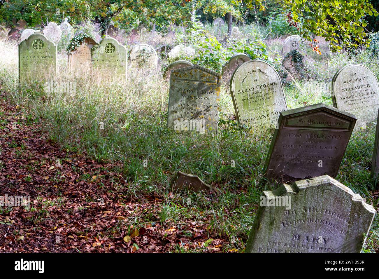 Entouré de longues herbes et de feuilles brunes automnales quelques pierres tombales victoriennes penchent dans le cimetière de la ville de marché du Suffolk Framlingham. Banque D'Images