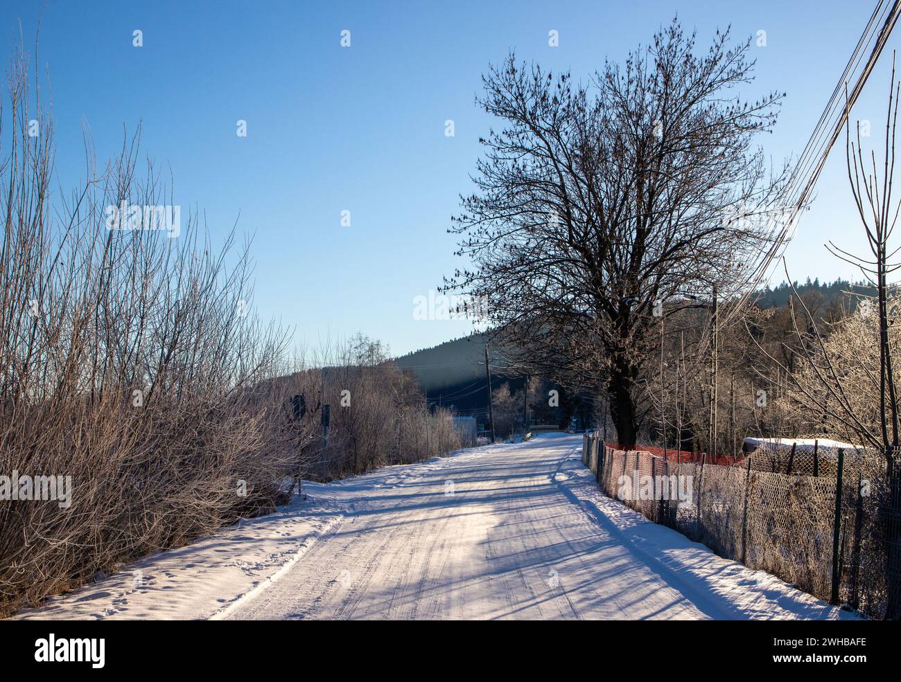 Une scène hivernale sereine avec un chemin enneigé flanqué d'arbres, avec une clôture lointaine en arrière-plan Banque D'Images