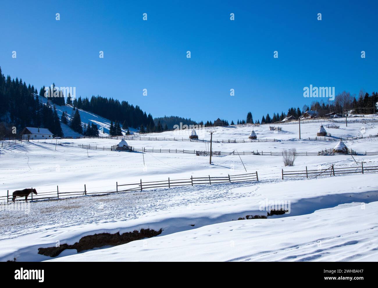 Superbe photo d'un cheval vivant qui court sur une colline enneigée sous un ciel ensoleillé Banque D'Images