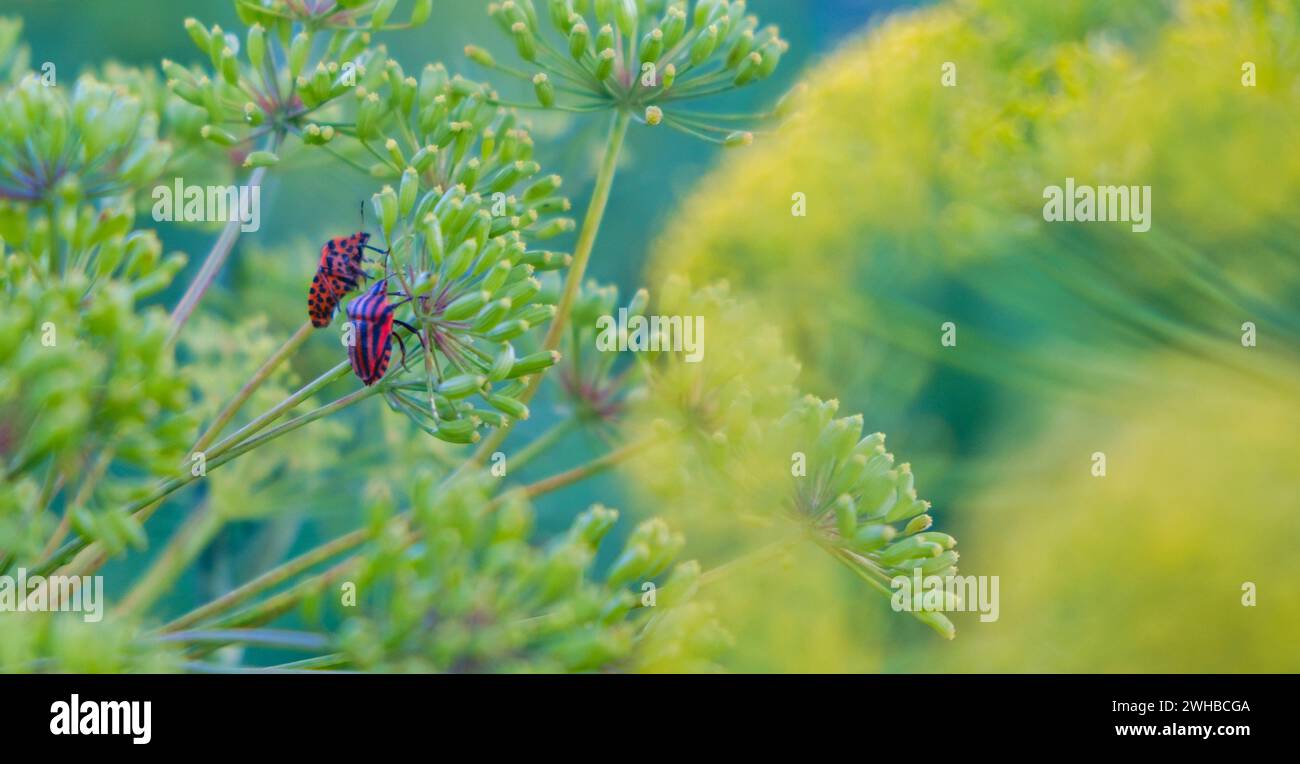Couple rayé rouge insecte coloré sur la plante. Insectes rouges sur une branche verte de l'aneth Graphosoma italicum, insecte puant rayé rouge et noir, Pentatomidae. Banque D'Images