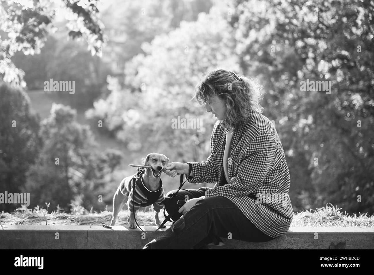 Formation de chien dans le parc d'automne au coucher du soleil. Bonne brune femme caucasienne dans des vêtements décontractés jouant avec son chiot concentré teckel en plein air. Photo verticale de haute qualité Banque D'Images