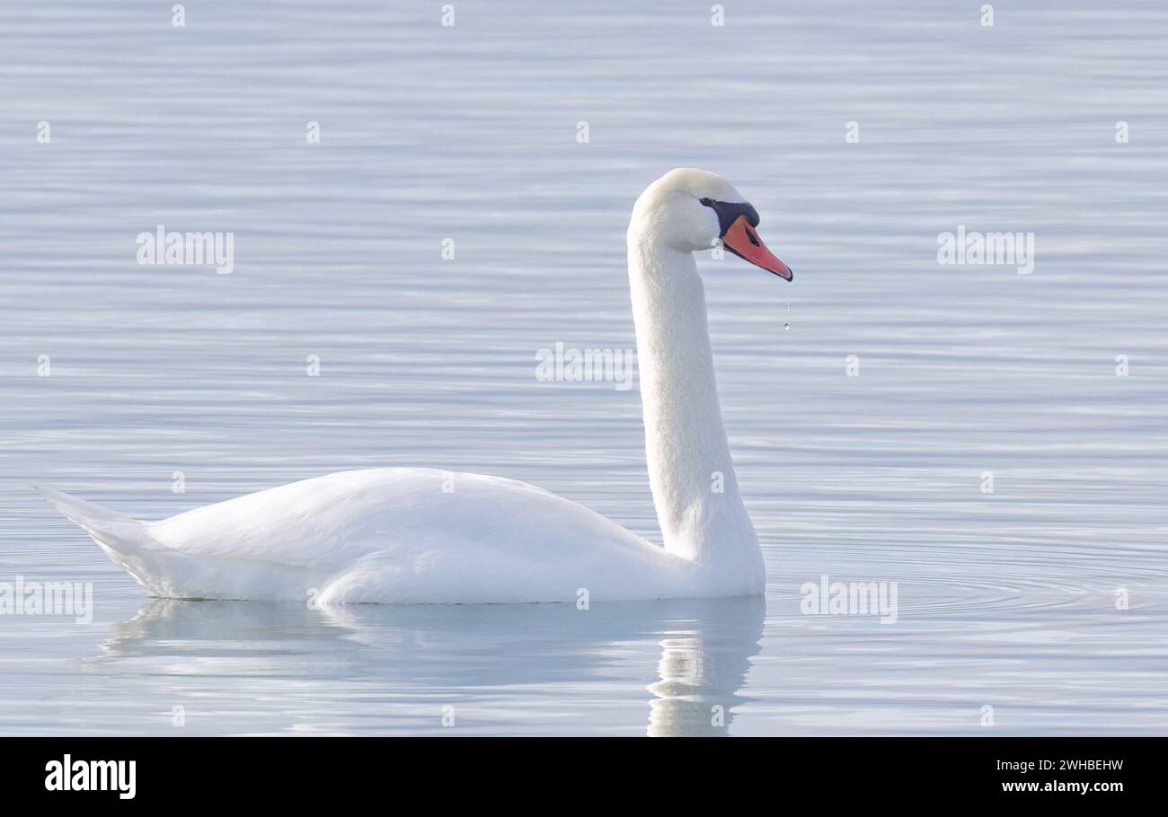 Un cygne Lone Mute nageant sur les eaux calmes du lac Ontario, Canada par un froid matin d'hiver Banque D'Images