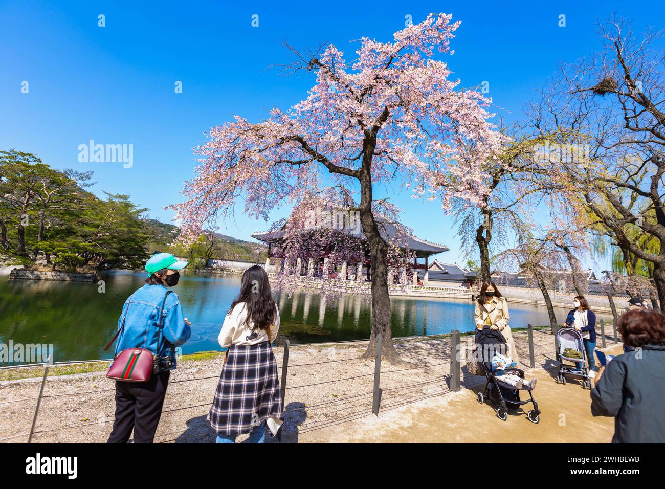 Palais Gyeongbokgung avec cerisier en fleurs au printemps dans la ville de séoul de Kore, 10 avril 2016 à Séoul, Corée du Sud. Banque D'Images