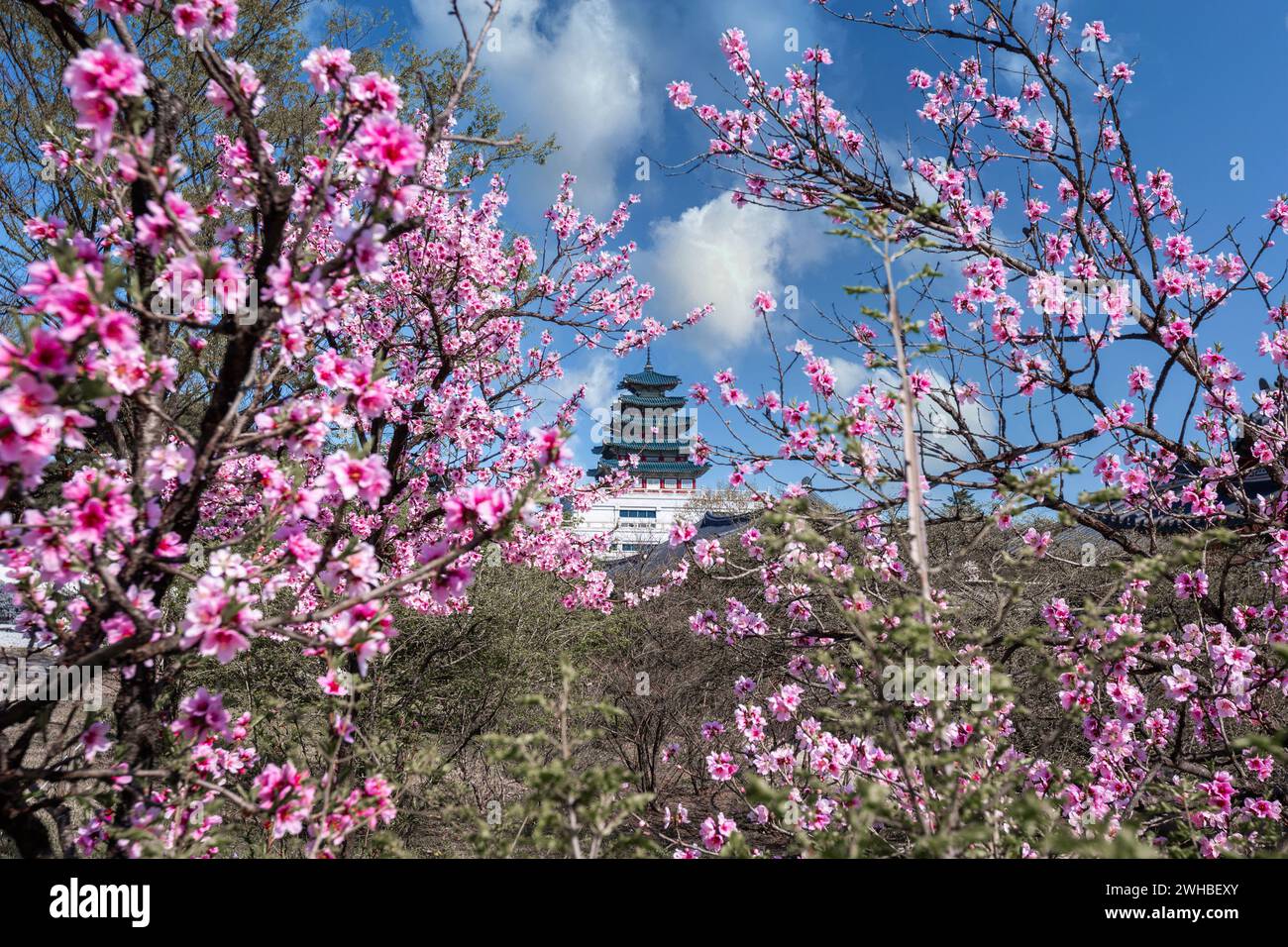 Gyeongbokgung palace avec cherry blossom tree au printemps dans la ville de Séoul de Corée, la Corée du Sud. Banque D'Images
