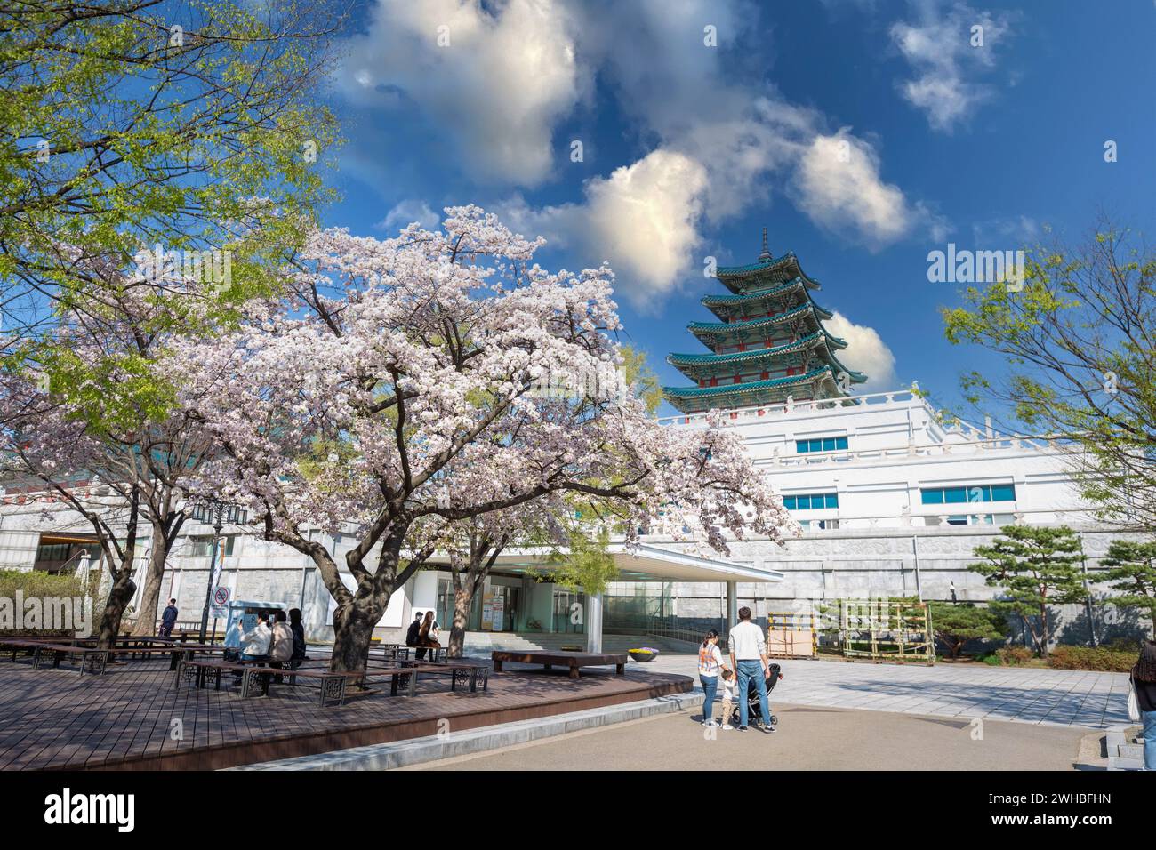 Palais Gyeongbokgung avec cerisier en fleurs au printemps dans la ville de séoul de Kore, 10 avril 2016 à Séoul, Corée du Sud. Banque D'Images