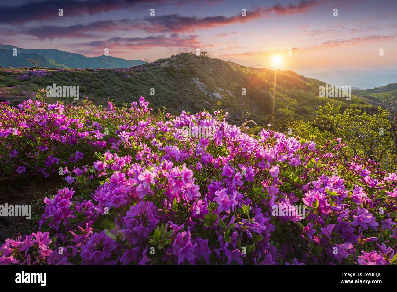 Vue du matin et du printemps des fleurs d'azalée rose à Hwangmaesan Mountain avec le fond de la lumière du soleil et de la chaîne de montagnes brumeux près de Hapcheon-Gun, Sou Banque D'Images