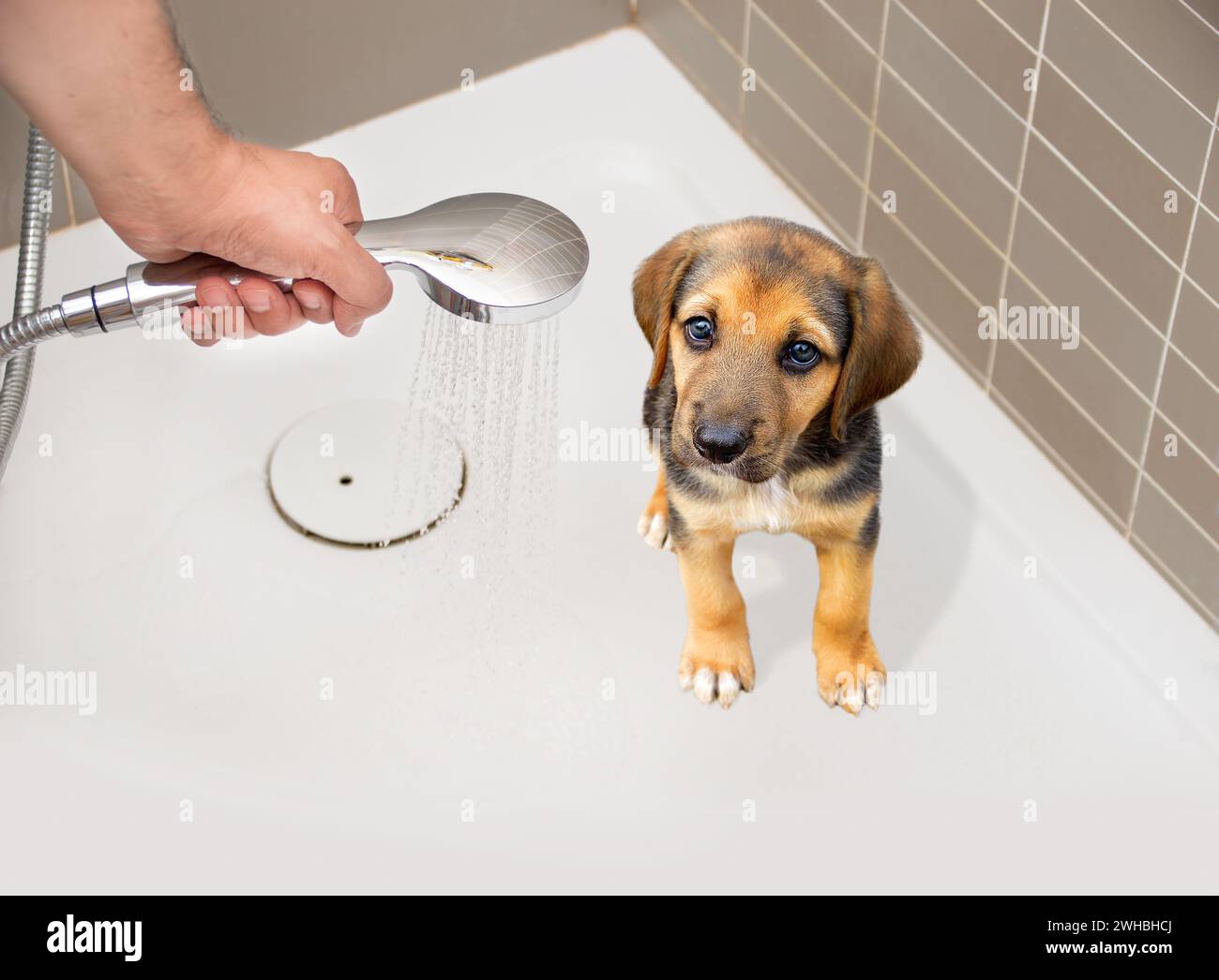 Homme qui baigne son chien à la maison Banque D'Images