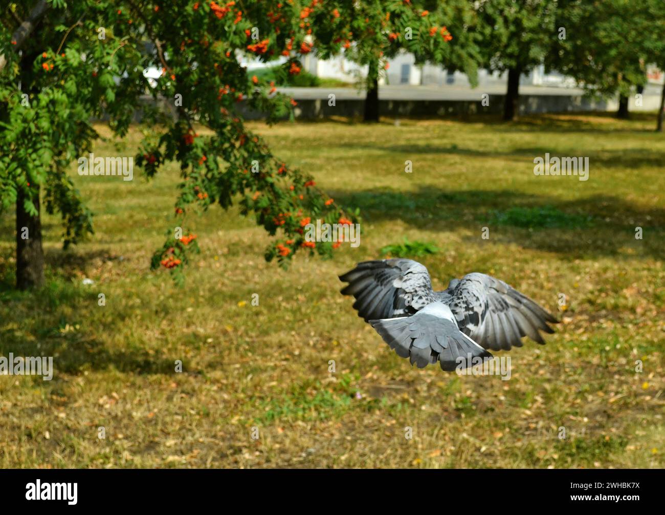 Vue arrière d'un pigeon volant au-dessus d'une pelouse verte Banque D'Images