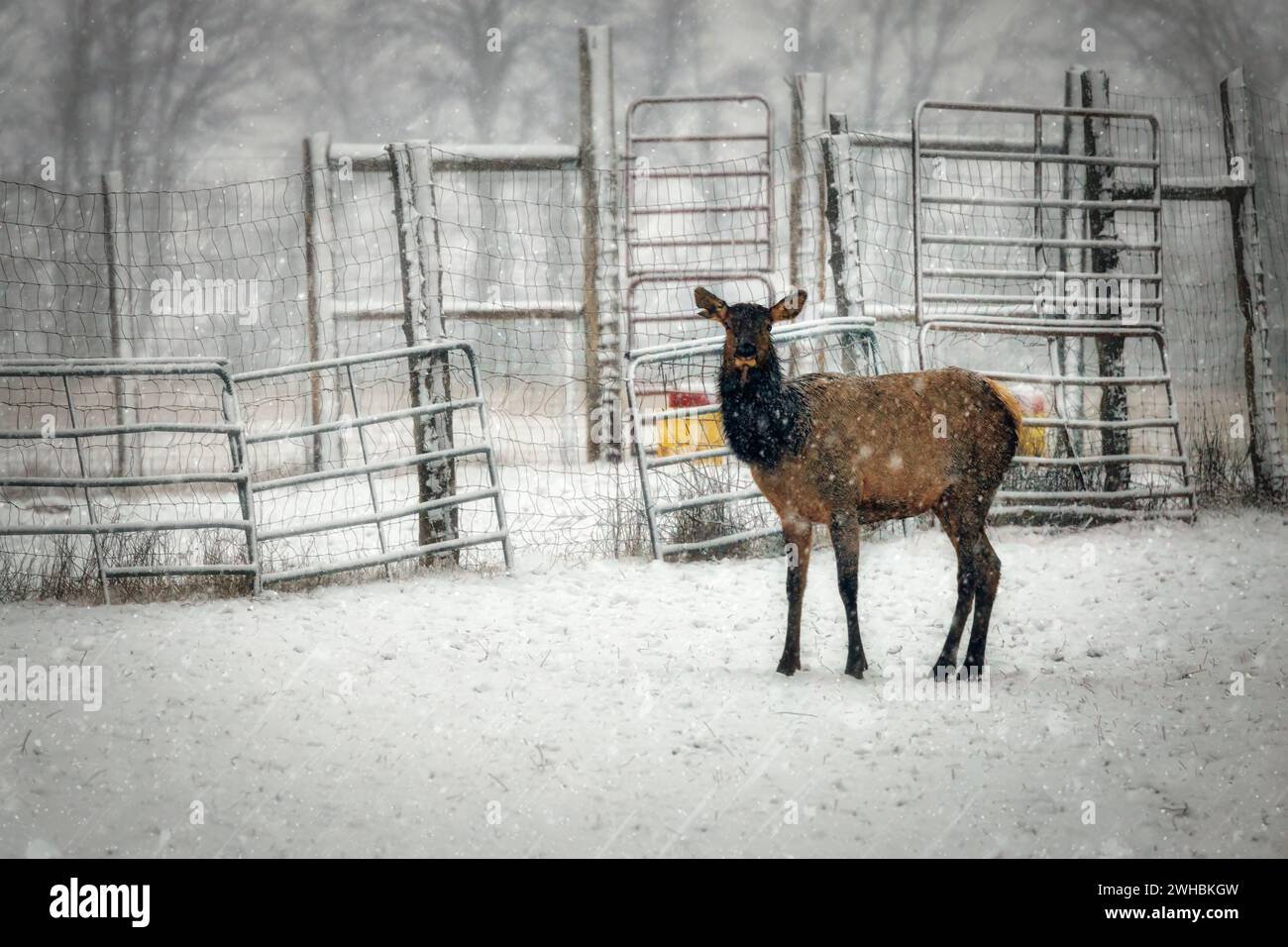 Un wapiti se tient sur une ferme, pendant les rafales de neige, près de Manitowoc, Wisconsin. Banque D'Images