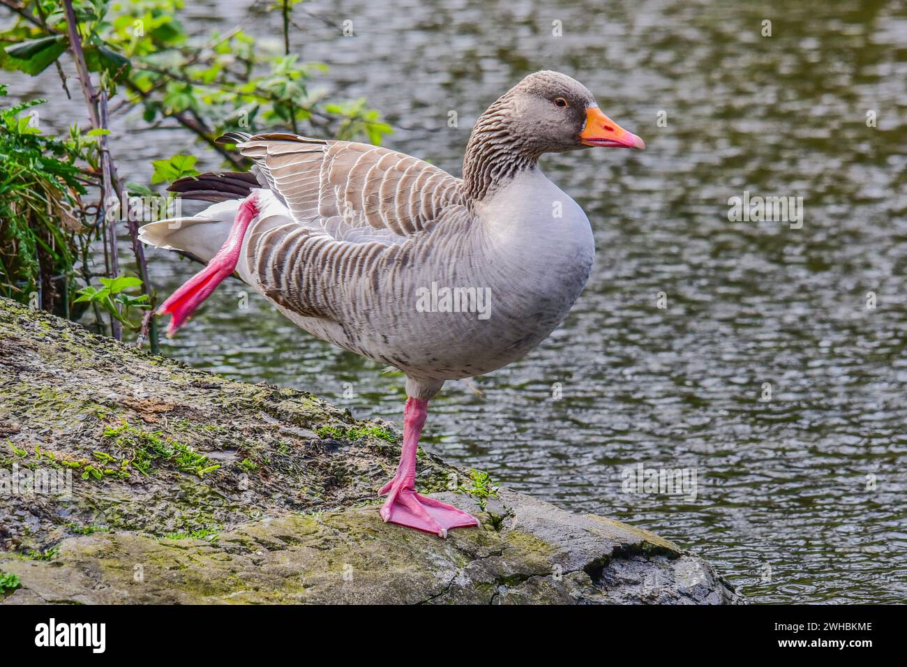 Oie femelle Banque de photographies et d’images à haute résolution Alamy