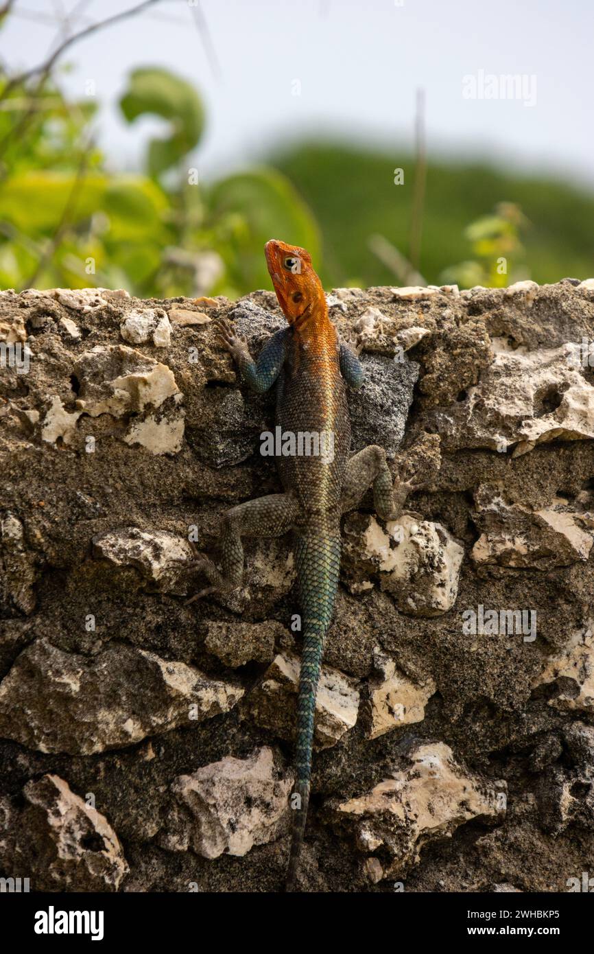 Un agama arc-en-ciel sur un mur de pierre dans sa terre natale Kenya. Un lézard coloré, avec une tête rouge et un corps bleu écaillé Banque D'Images