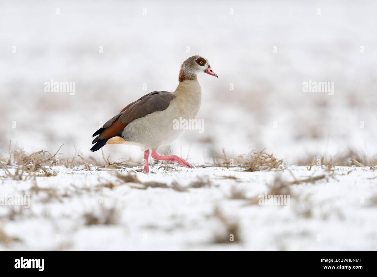 OIE égyptienne (Alopochen aegyptiacus), espèce envahissante en hiver, marchant sur des terres agricoles couvertes de neige, à la recherche de nourriture, faune, Europe. Banque D'Images