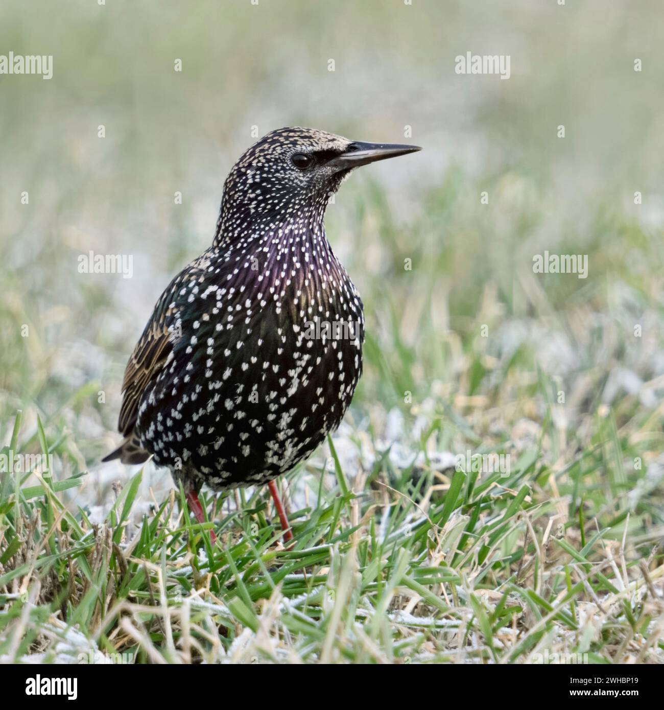 Étourneau sansonnet Sturnus vulgaris / Star ( ) en hiver, assis / debout dans un pré, l'herbe givrée, regardant attentivement autour, la faune, l'Europe. Banque D'Images