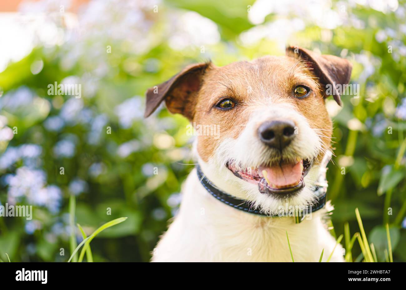 Portrait extérieur d'adorable chien heureux le jour ensoleillé de printemps dans le parc public Banque D'Images