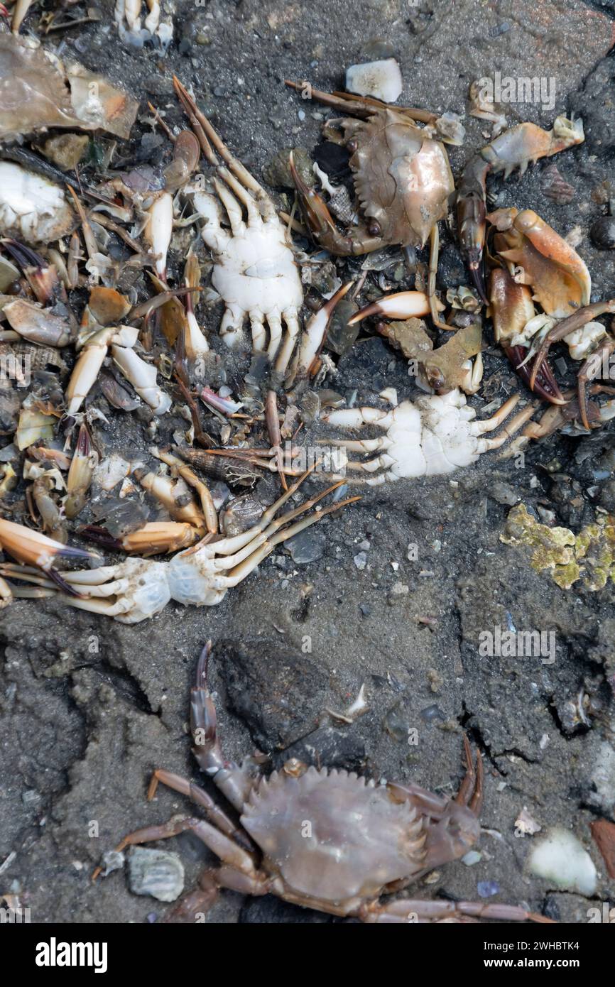 gros plan de plusieurs crabes morts jetés dans le sable d'une rivière. Fruits de mer Banque D'Images