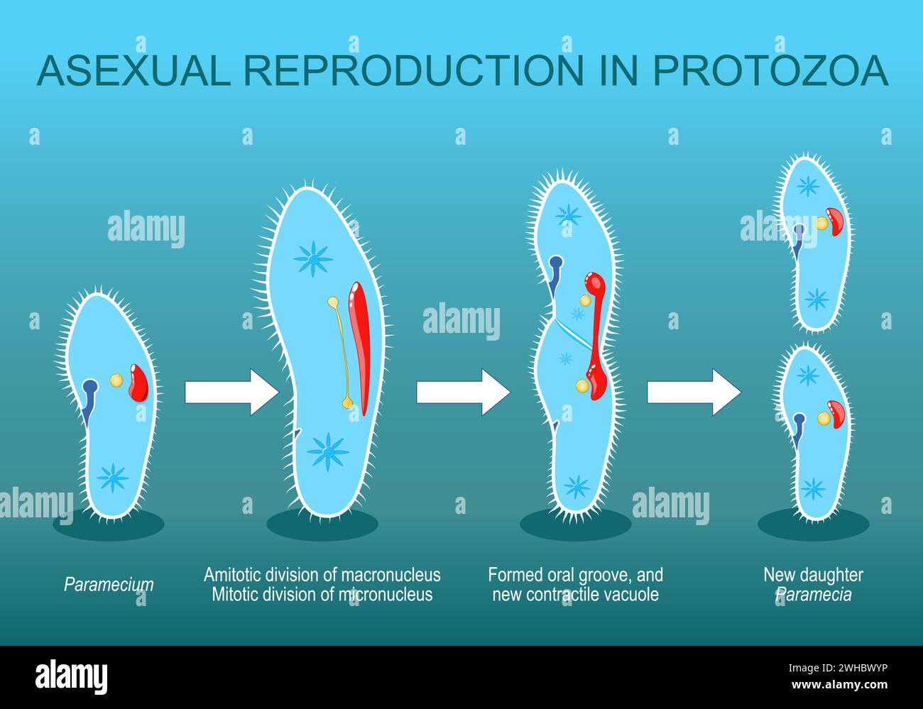 Reproduction asexuée chez les protozoaires. Division Paramecia. Vecteur isométrique. Illustration plate Illustration de Vecteur