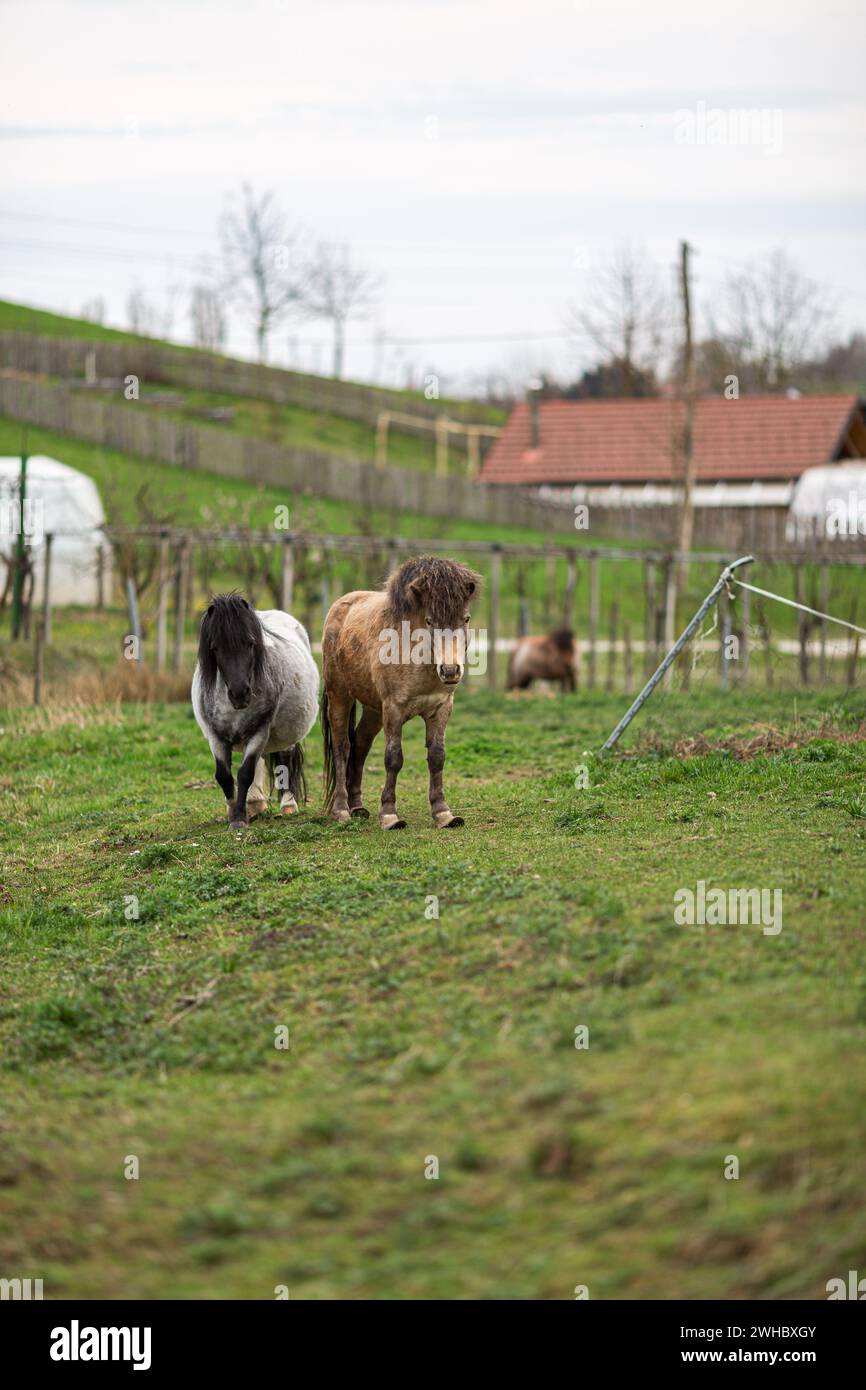 Un cheval domestique sur un champ avec de l'herbe verte sur une ferme. Banque D'Images