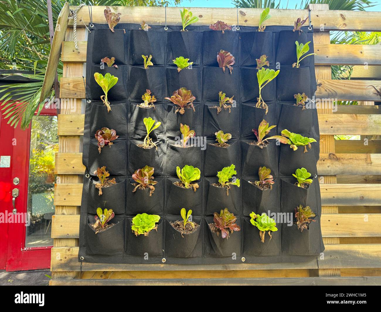 Culture d'herbes dans des poches de sac en filet. Concept de durabilité. Cultiver sa propre nourriture à la maison. Jardin de la maison, jardin mural. Tissu suspendu mural de poche PotsAerati Banque D'Images