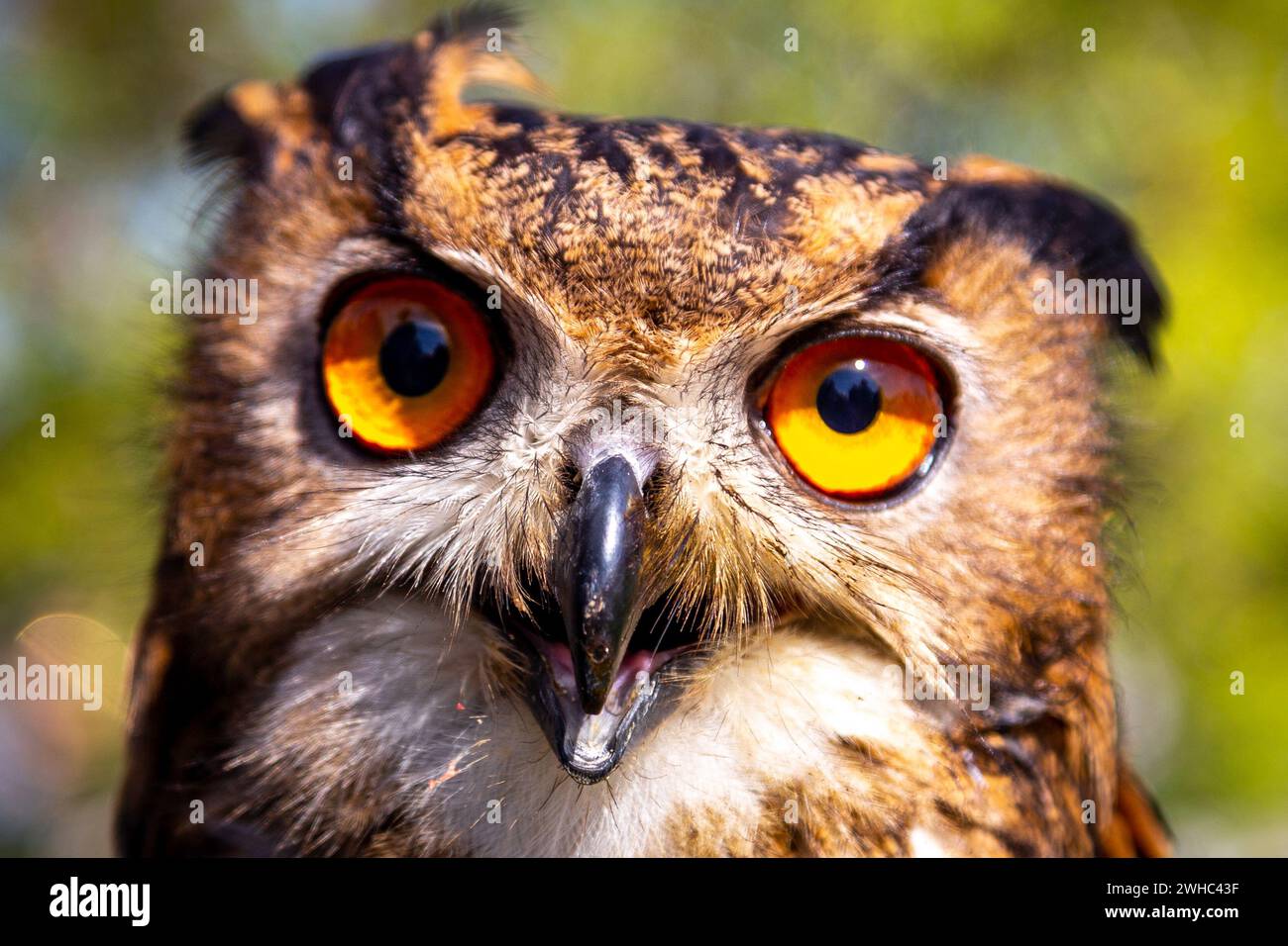 Gros plan de la tête d'un hibou aigle. De grands yeux et un bec pointu d'un oiseau de proie. Prise de vue par une journée ensoleillée. Banque D'Images
