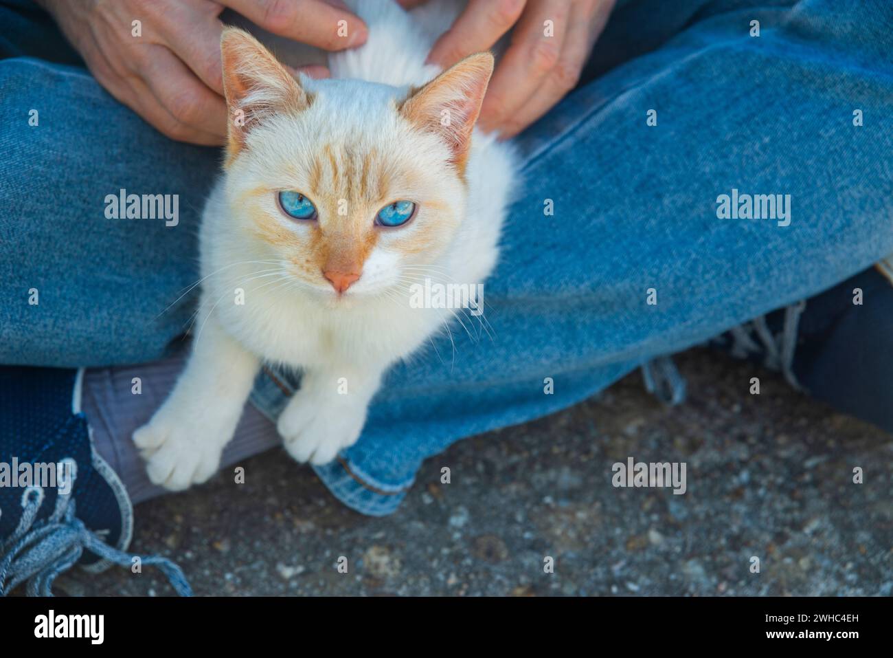 Homme tenant un chaton blanc. Banque D'Images