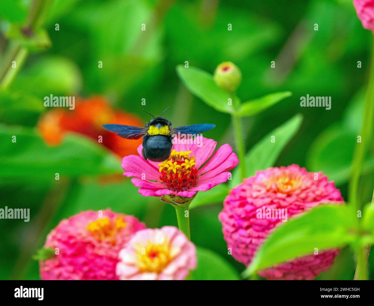 Abeille charpentier Xylocopa pubescens se nourrissant de fleurs de Zinnia au Cap d'Afrique du Sud Banque D'Images