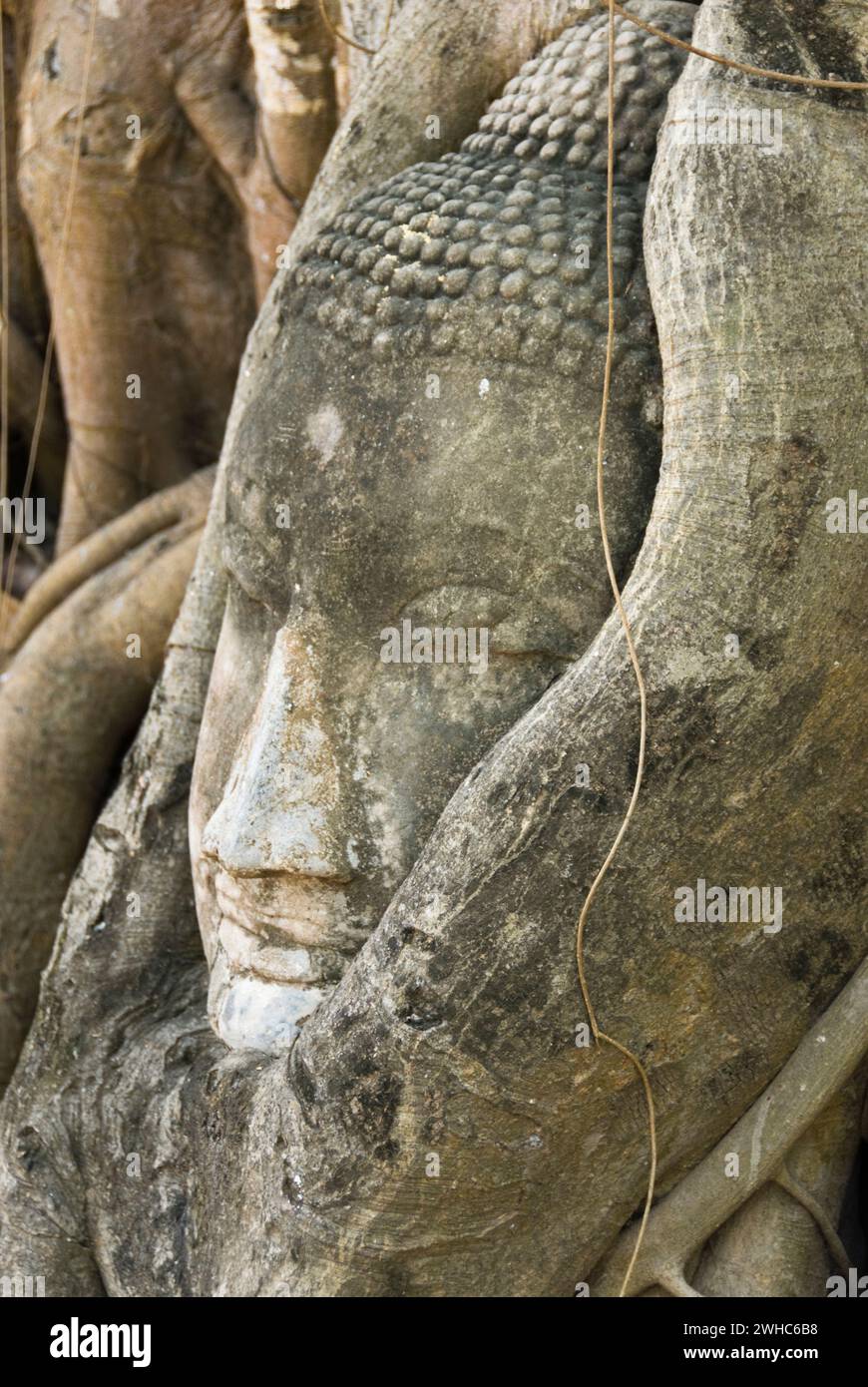 Tête de bouddha enracinée dans l'ancienne ville du roi siam Ayutthaya Banque D'Images