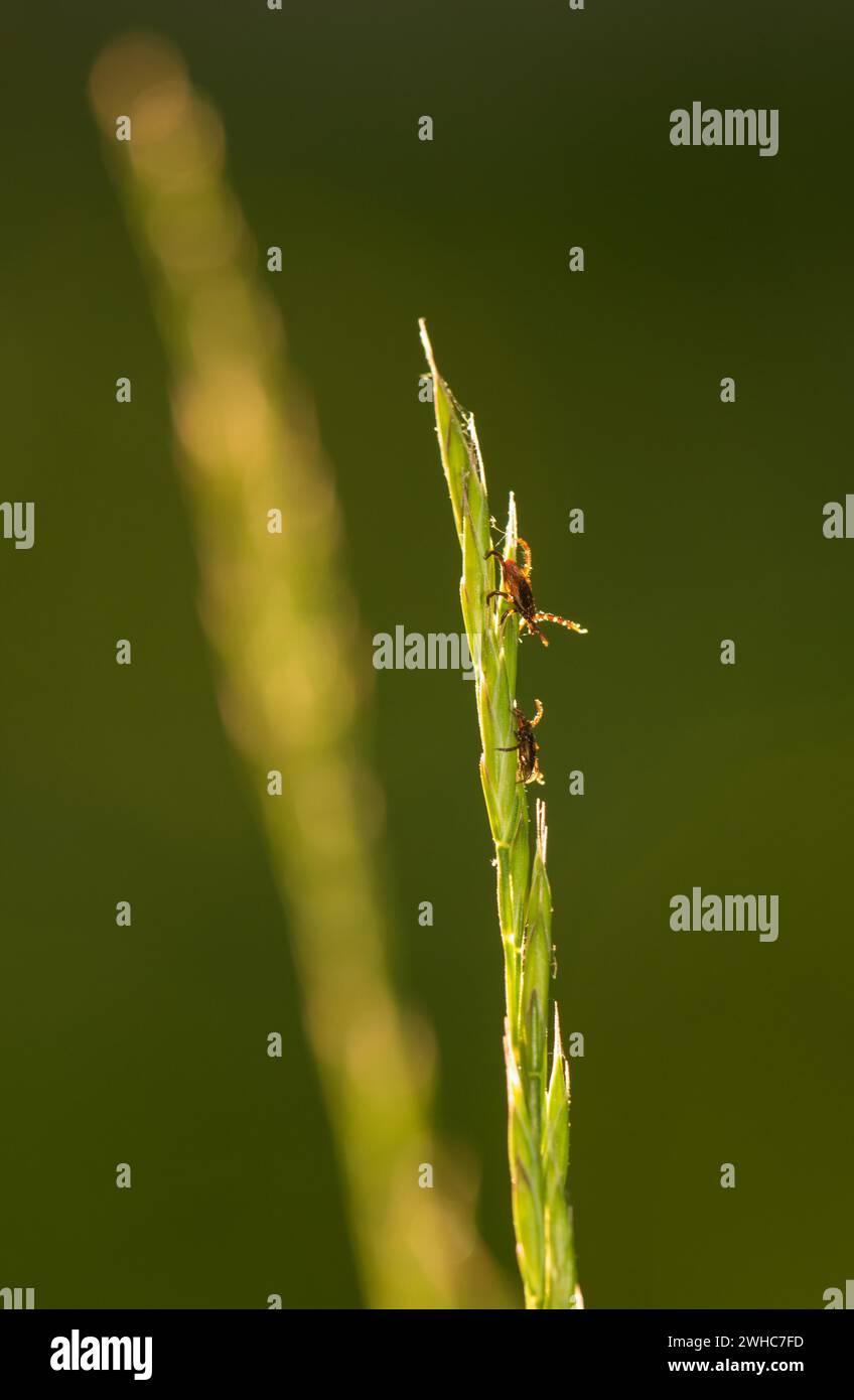 Deux tiques, la tique du ricin (Ixodes ricinus), se cachant sur un brin d'herbe dans un pré, femelle (en haut) et mâle (en bas) en contre-jour du décor Banque D'Images