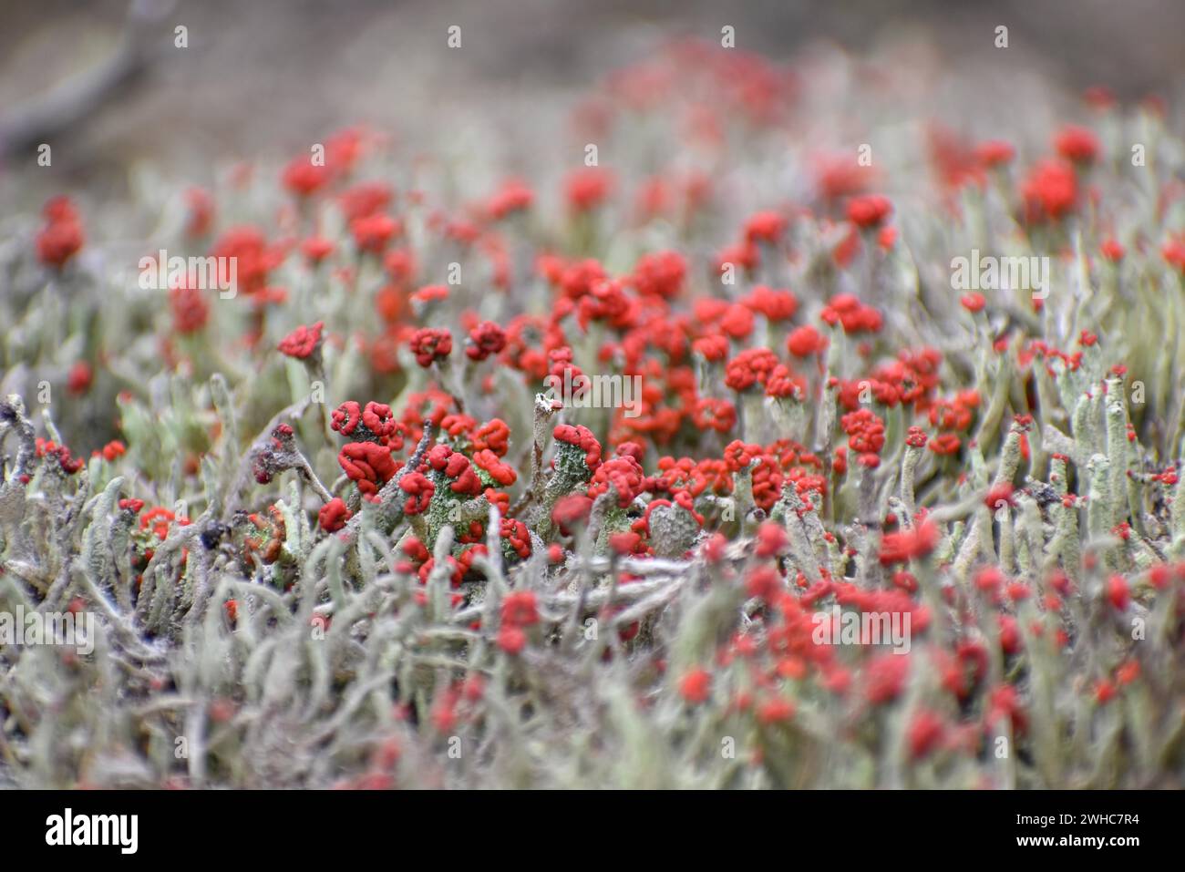 Le lichen écarlate commun rare et menacé (Cladonia pleurota) dans la tourbière de Pechschnait élevée près de Traunstein, haute-Bavière, Allemagne Banque D'Images