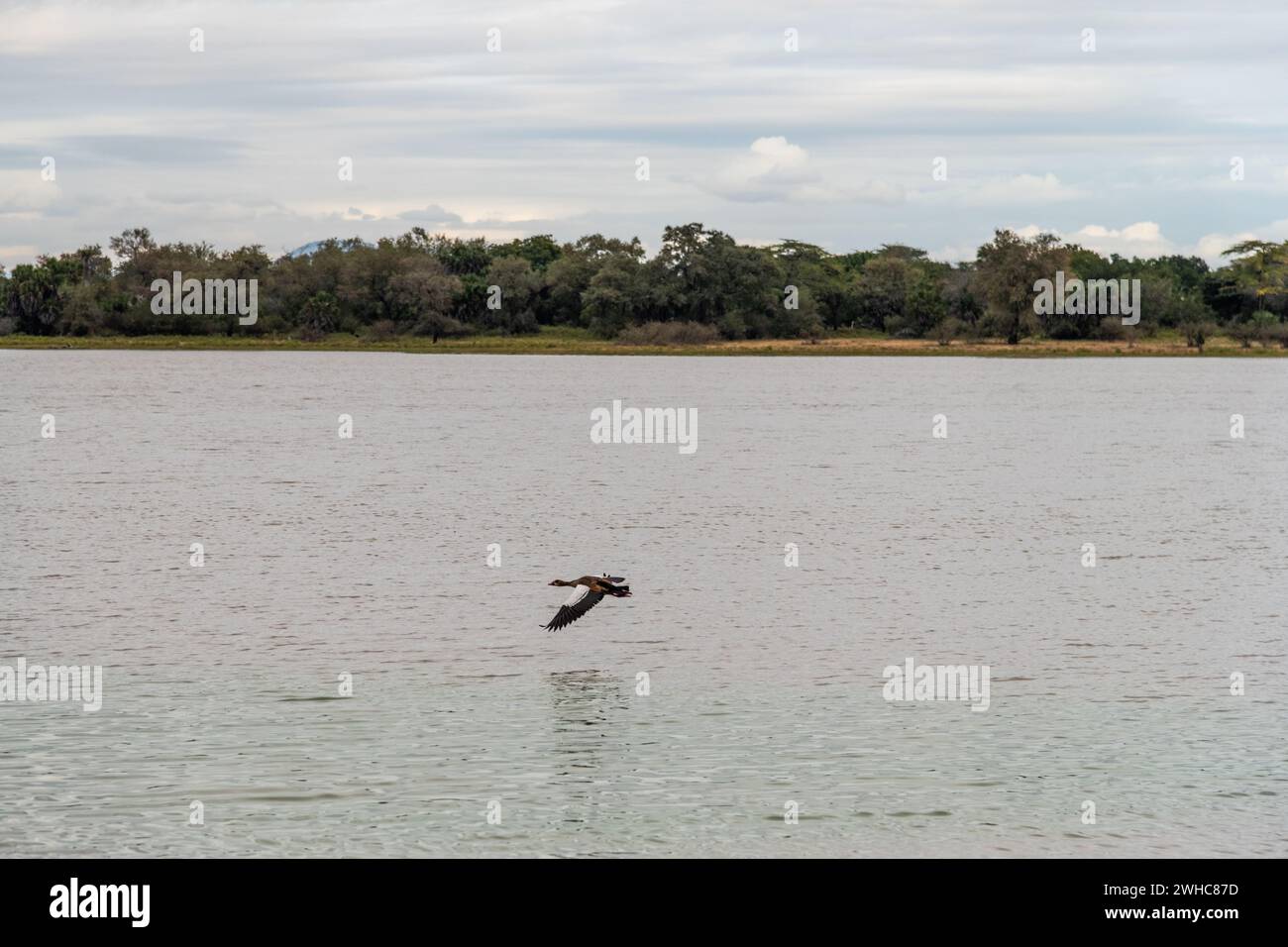 Oies égyptiennes écumant le lac dans un parc national Banque D'Images