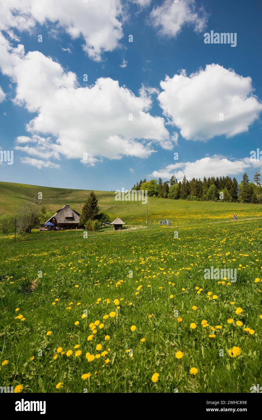 auberge de montagne et prairie de fleurs, Hinterwaldkopfhuette, Hinterwaldkopf, Hinterzarten, Forêt Noire, Bade-Wuertemberg, Allemagne Banque D'Images