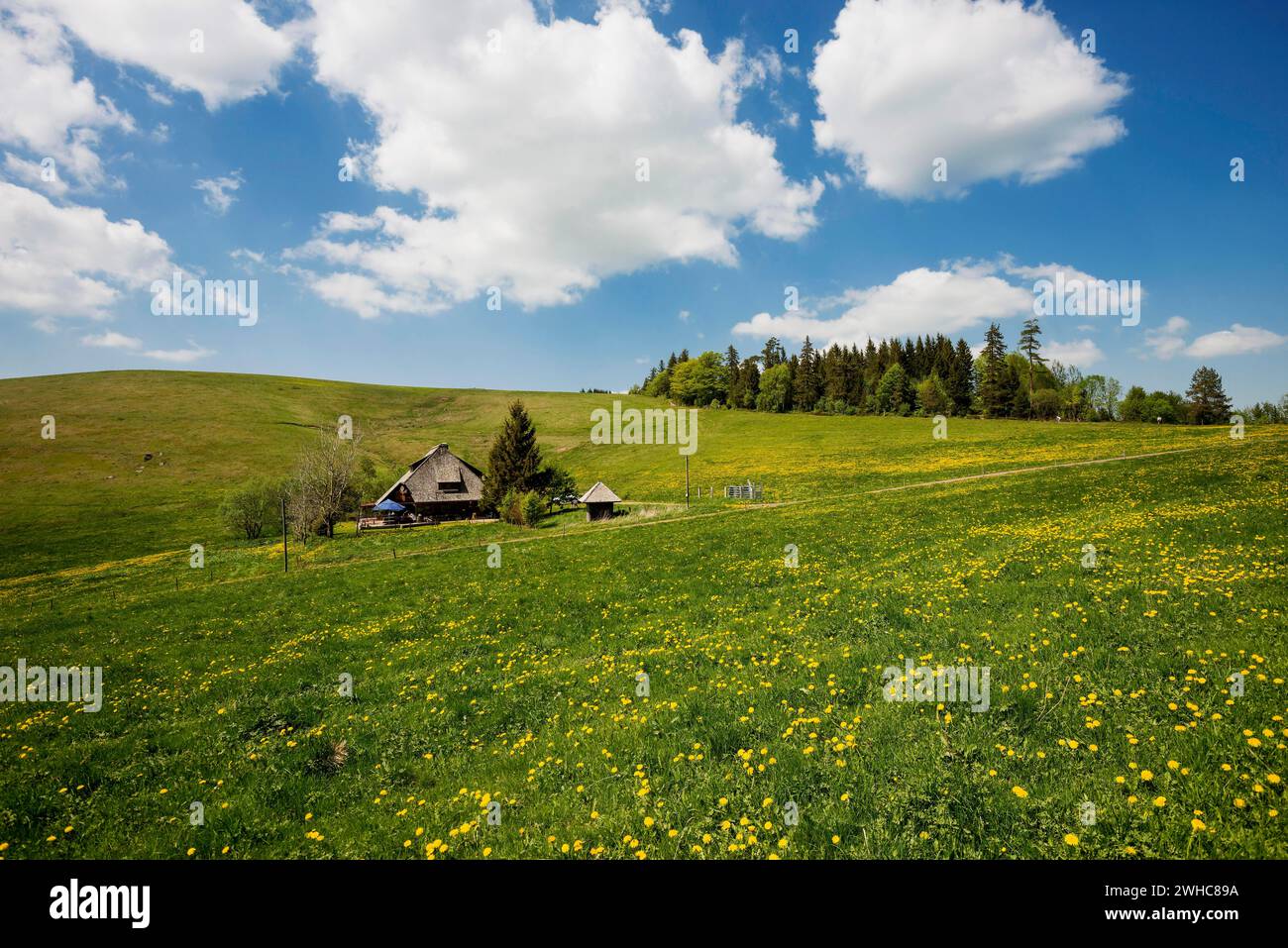 auberge de montagne et prairie de fleurs, Hinterwaldkopfhuette, Hinterwaldkopf, Hinterzarten, Forêt Noire, Bade-Wuertemberg, Allemagne Banque D'Images