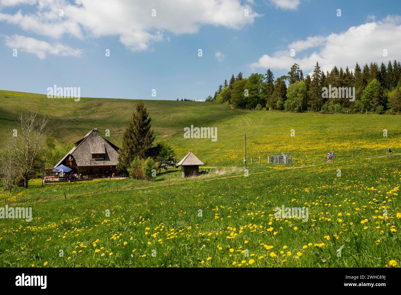 auberge de montagne et prairie de fleurs, Hinterwaldkopfhuette, Hinterwaldkopf, Hinterzarten, Forêt Noire, Bade-Wuertemberg, Allemagne Banque D'Images