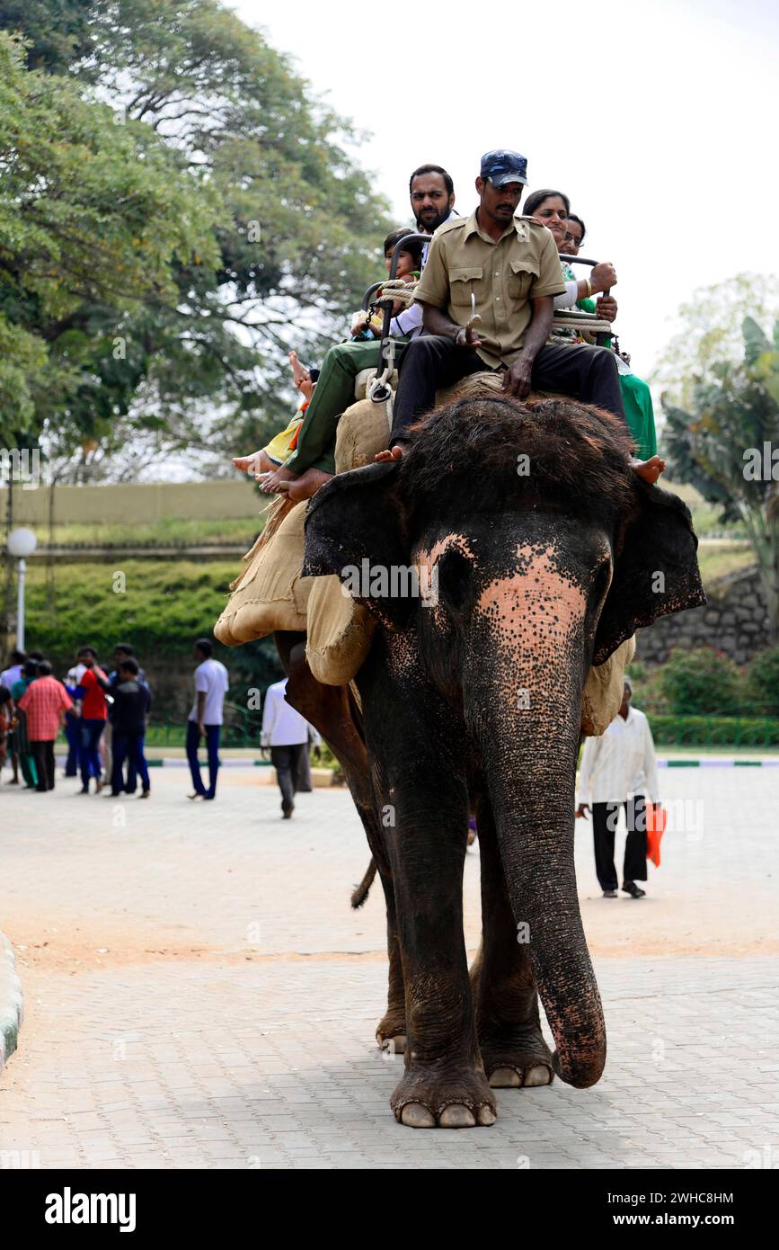 Promenade à dos d'éléphant, touristes, palais de Mysore, Mysore, Karnataka, Inde du Sud, Inde Banque D'Images