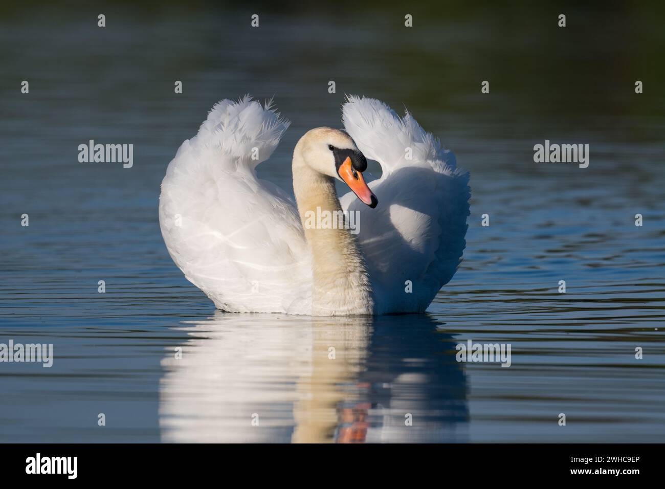 Cygnes muets mâles (Cob) (Cygnus olor) dans la lumière du soleil tôt le matin et les reflets ondulés, Dinton Pastures Country Park, Berkshire, Royaume-Uni, avril 2022 Banque D'Images