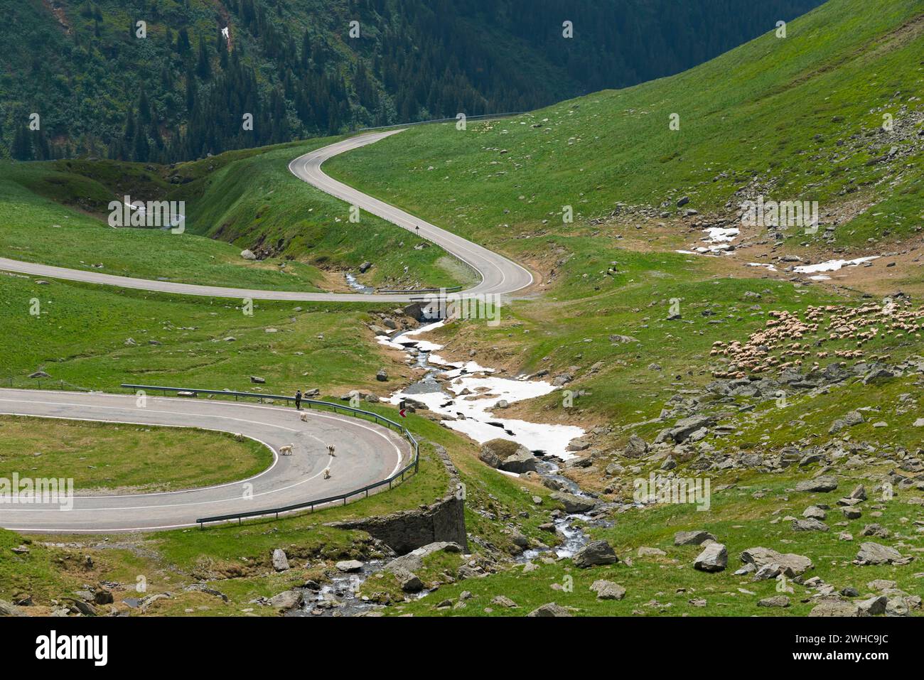 Une route de montagne sinueuse serpente le long d'une rivière avec un troupeau de moutons à travers des collines verdoyantes, Capra River, Transfogarasan High Road, Transfagarasan Banque D'Images