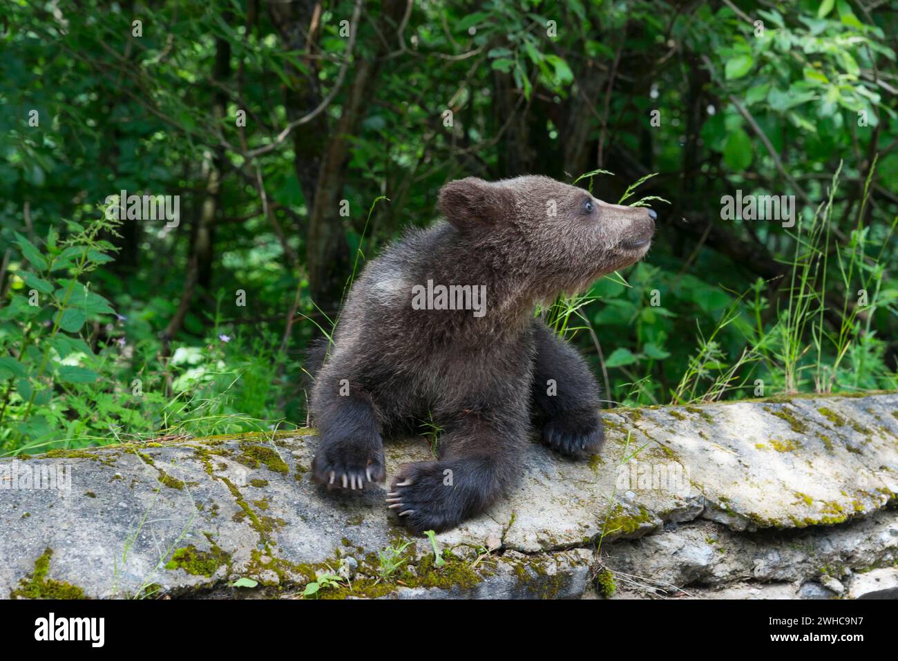 Un seul ours jeune est assis sur une pierre couverte de mousse et regarde vers le haut, ours brun européen (Ursus arctos arctos), jeune, Transylvanie, Carpates Banque D'Images