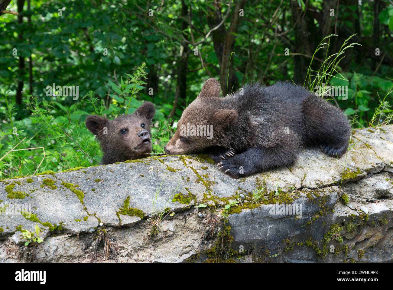 Deux jeunes ours bruns jouant sur un rocher envahi par la végétation, ours brun européen (Ursus arctos arctos), oursons, Transylvanie, Carpates, Roumanie Banque D'Images