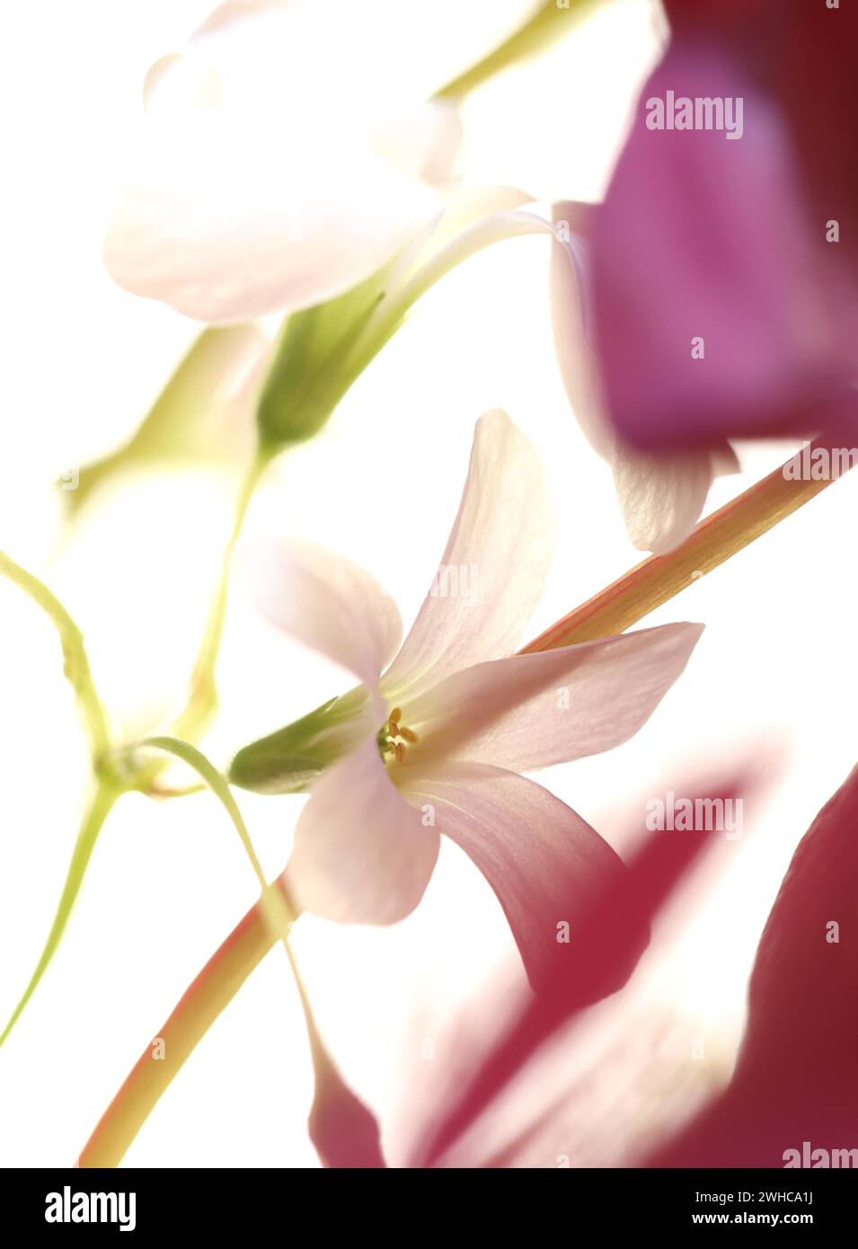 Fleur blanche d'oseille de bois pourpre (Rhizome Oxalis) entre feuilles violettes et tiges de feuilles vertes, gros plan Banque D'Images
