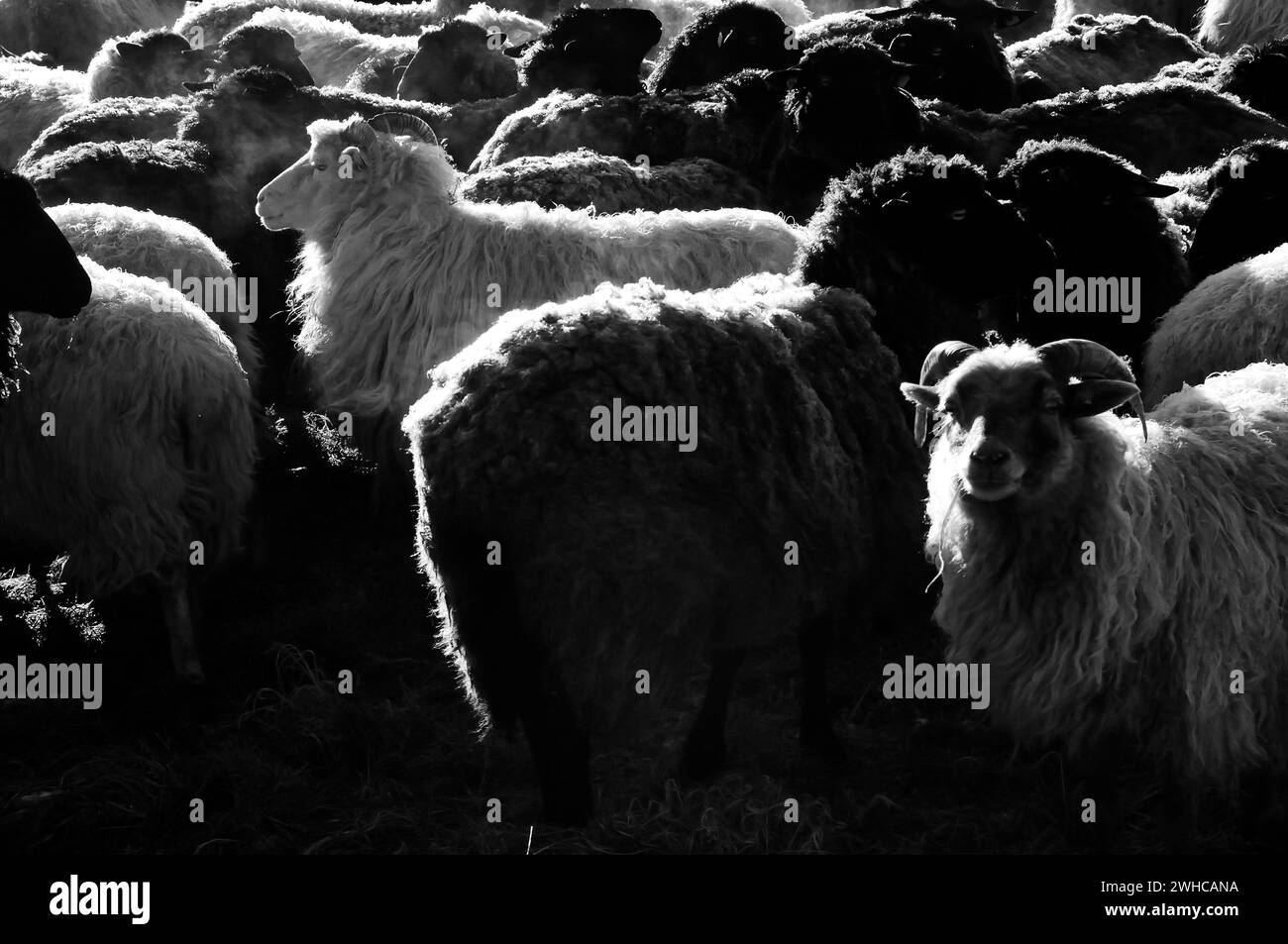 Moutons blancs et noirs bondés dans un pâturage par un matin glacial, Neso, Mecklembourg-Poméranie occidentale, Allemagne Banque D'Images