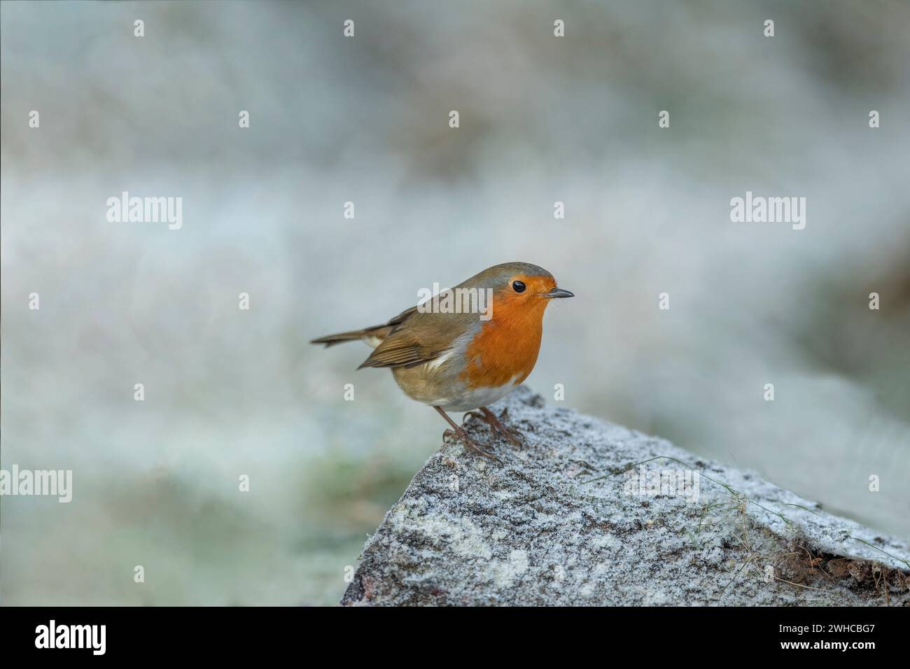 Robin perchée sur un tronc d'arbre recouvert de neige en hiver en Écosse Banque D'Images