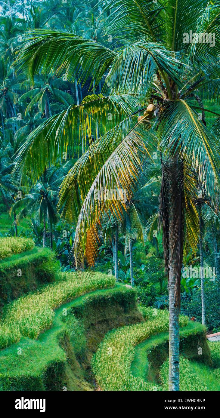 Close up of belle grand palmier de Tegalalang étonnante terrasse de riz champs, Ubud, Bali, Indonésie. Banque D'Images