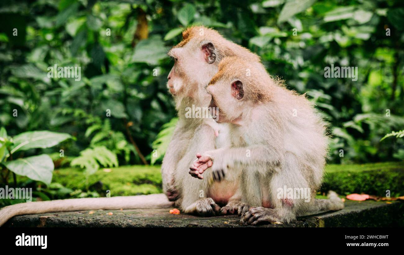 Macaque à longue queue avec des jeunes sur le fourrage. Macaca fascicularis, dans la forêt sacrée des singes, Ubud, Indonésie. Banque D'Images