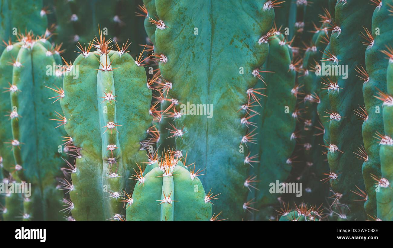 Famille des cactus, top shot, close-up barrel cactus, look vintage Banque D'Images
