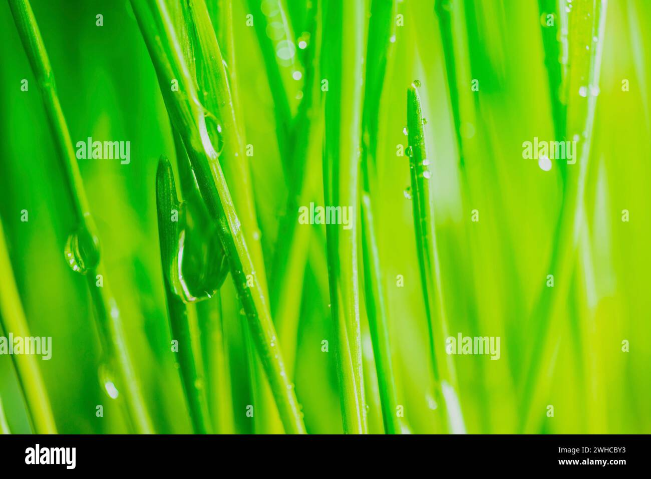 L'herbe verte de printemps, vive et vive, se rapproche avec quelques gouttes de pluie sous un soleil lumineux et chaud. Banque D'Images