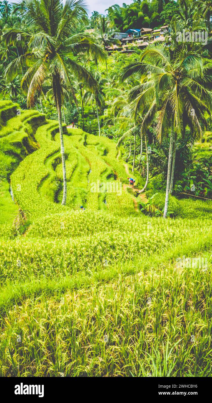 Incroyable rizière tegalalang avec de beaux palmiers poussant en cascade, Ubud, Bali, Indonésie. Banque D'Images