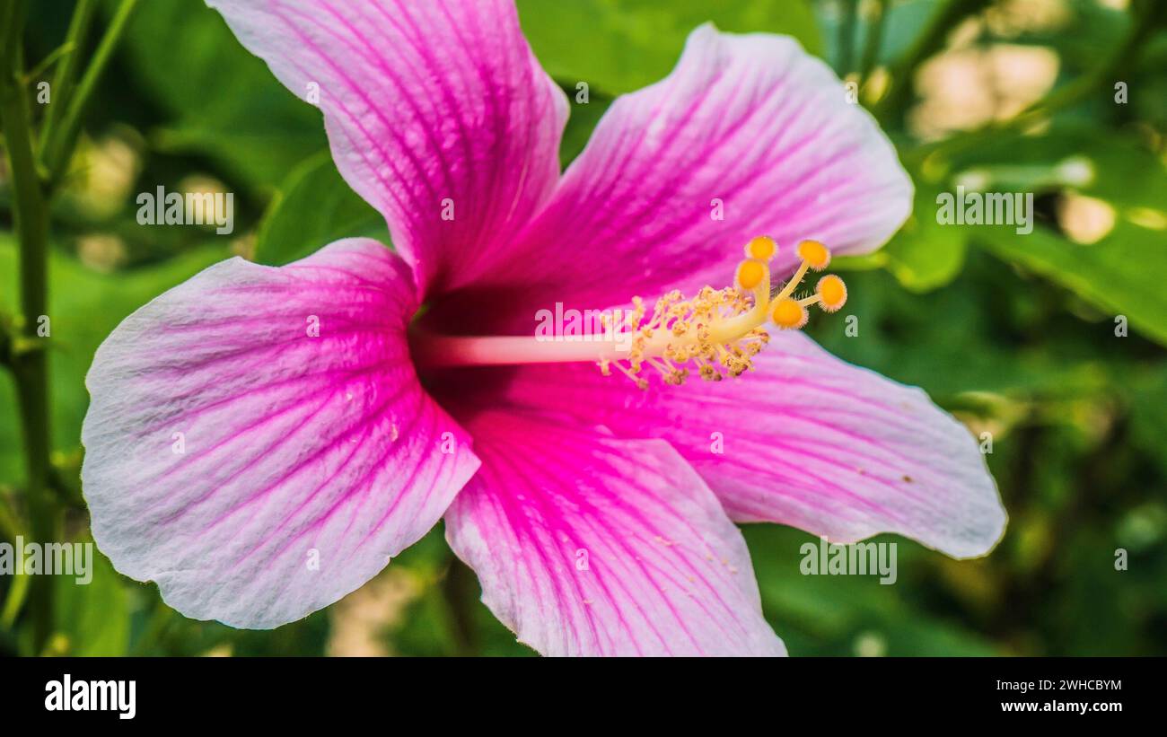 Hibiscus rosa-sinensis belle couleur lumineuse fleur tropicale. Banque D'Images