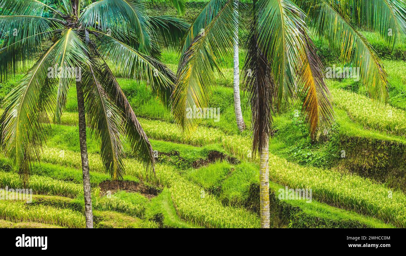 Close up of belle grand palmier de Tegalalang étonnante terrasse de riz champs, Ubud, Bali, Indonésie. Banque D'Images
