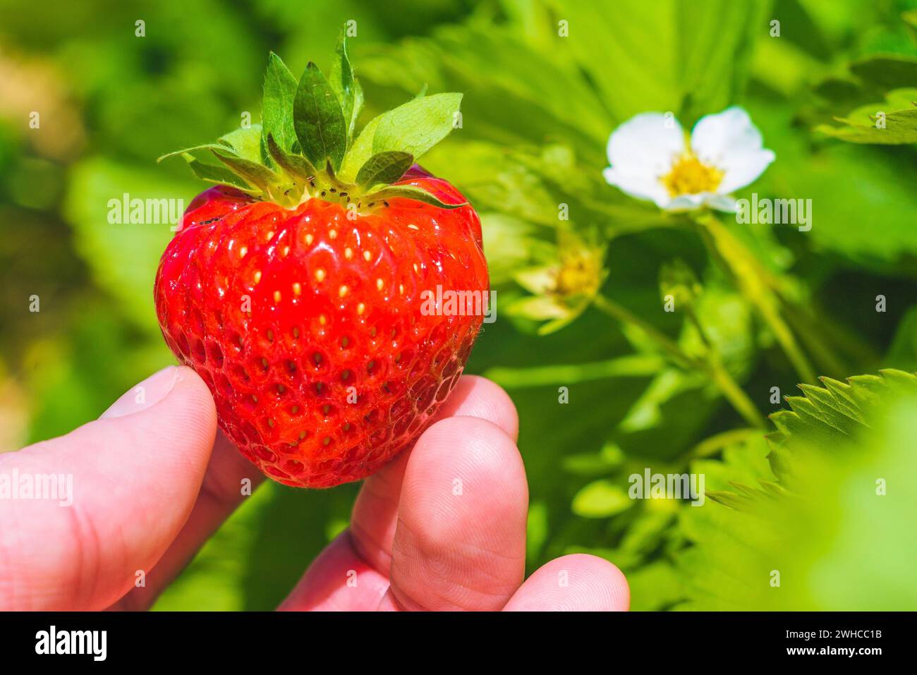 Tenant une fraise plumée fraîche parfaite sur les feuilles vertes et la fleur. Banque D'Images