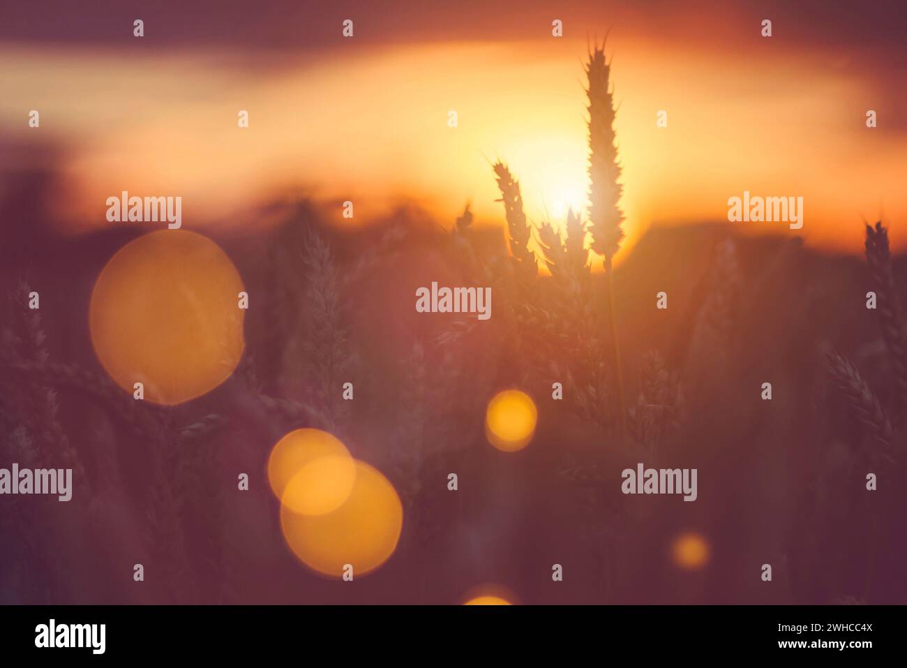 Silhouette de les épis de blé et de paille de l'herbe au coucher du soleil la lumière. La lumière naturelle de rétroéclairage. Beau Soleil flou d'éruptions à l'avant. Banque D'Images
