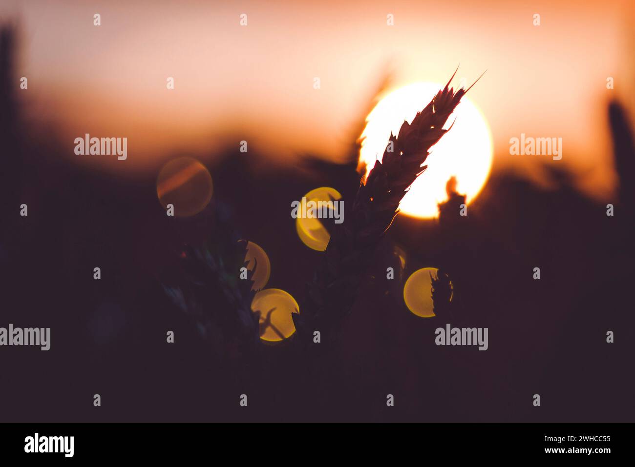 Silhouette d'oreilles de blé devant le boule de soleil. Lumière du coucher de soleil rétroéclairée. De belles éruptions de soleil bokeh. Banque D'Images